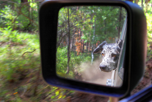 Jeep - Dog Adventure Begins Here!