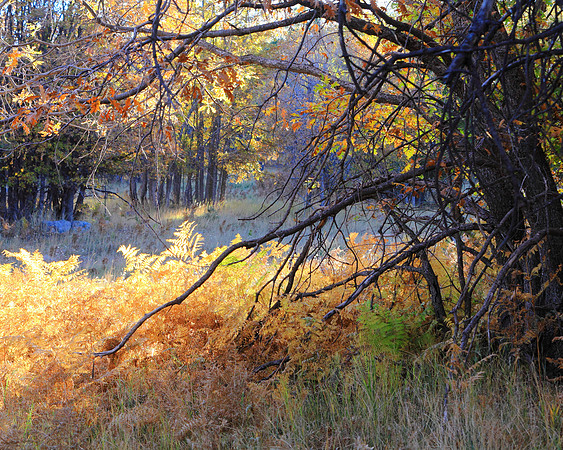Autumn Along Abbey's Way