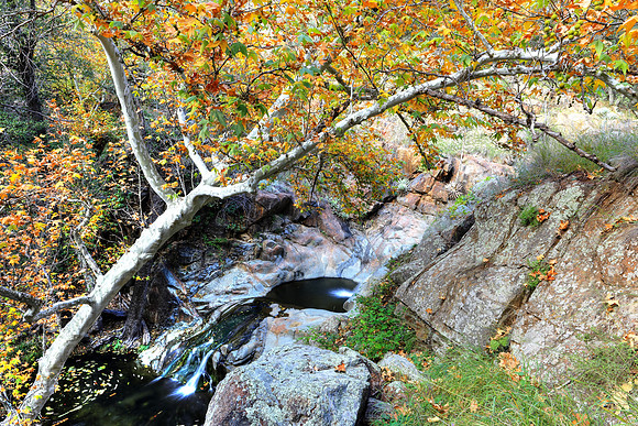 Sycamore Over The Tubs