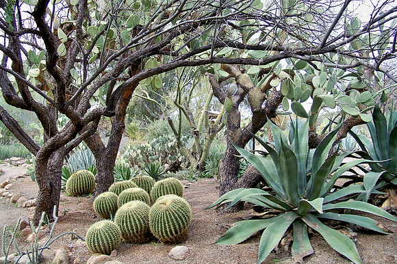 Boyce Thompson Arboretum
