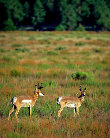 In The Pronghorn Morn