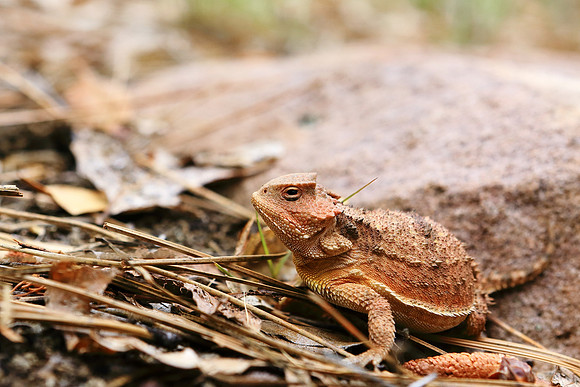 Great Horny Toads!
