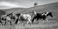 Western Poetry In Motion