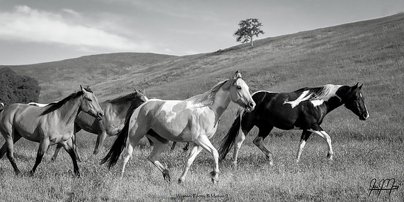 Western Poetry In Motion