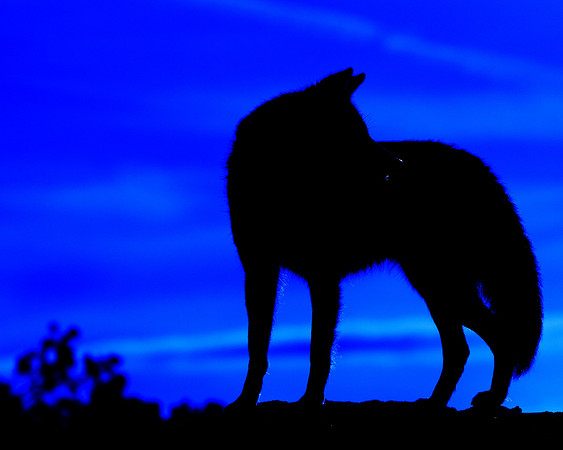 Coyote Lesson - Mindful Actions
