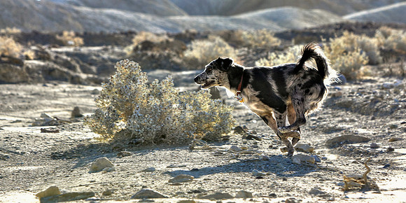 Spirit Of The Desert