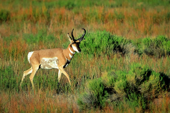 In The Pronghorn Morn