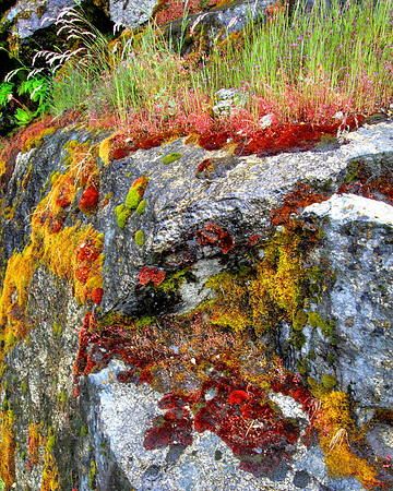 Of Moss And Trees