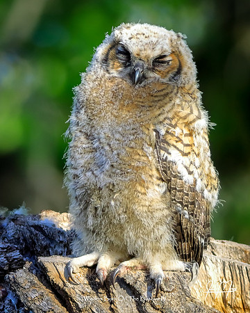 Wisdom Born On The Bosque IV