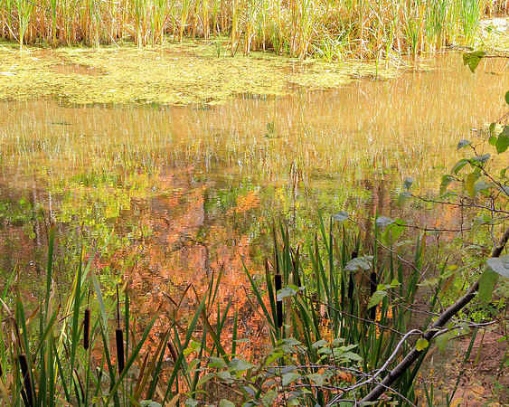 Refecting Upon Nature's Glory