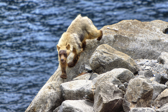 Yosemite Bear Nation