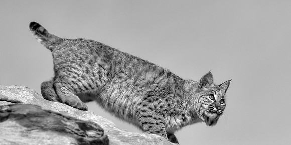 Navajo Needs For The Bobcat