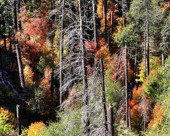 Rugged Autumn On Workman Creek