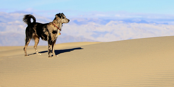 Death Valley Dog Of The Dunes