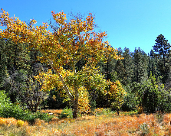 Autumn At The Lazy J