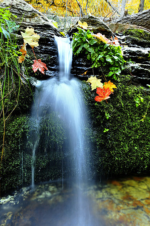 Autumn Mosaic