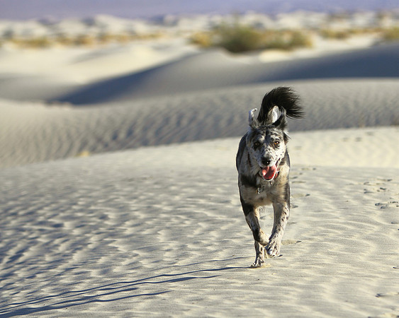 Spirit Of The Sands