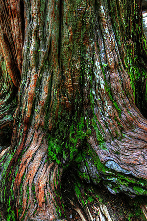 Bark Moss Trunk