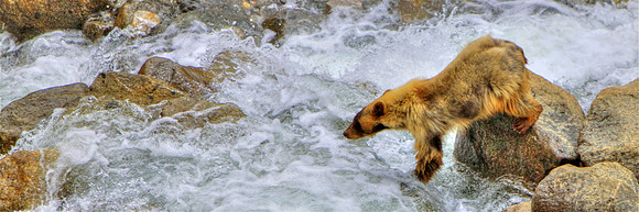 Bearly Feeling The Flow