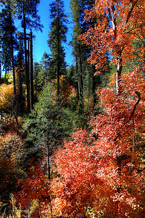 The Bright Burn Of Autumn