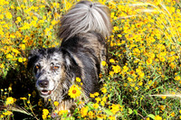 Flowers Feed The Spirit
