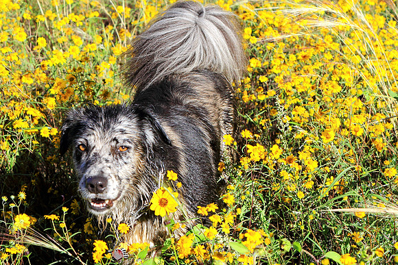 Flowers Feed The Spirit
