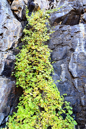 Autumn Cliff-Climbing Vines