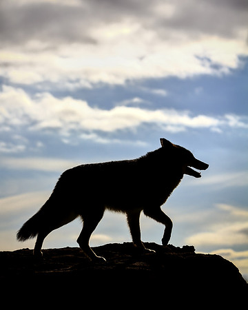 Coyote Lesson - Seeing Another Side