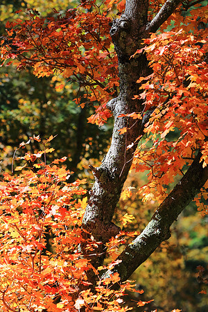 Autumn Form And Color