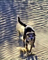 Kicking Up Some Sand