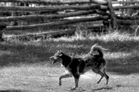 Still A Dog