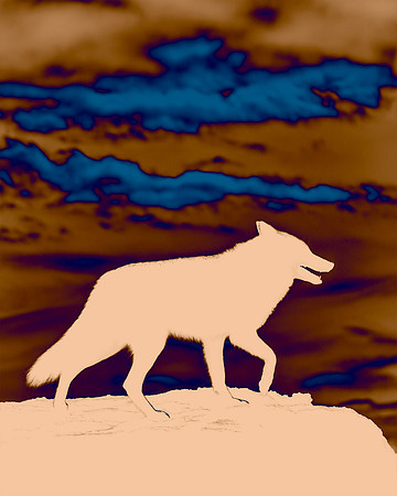 Coyote Lesson - Seeing Another Side
