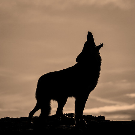 Wailing To The Yellow Dawn