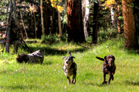 In Doggie Heaven