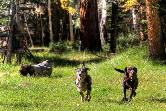 In Doggie Heaven
