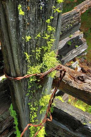 Moss and Metal