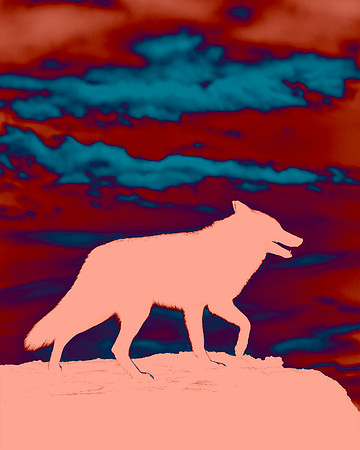 Coyote Lesson - Seeing Another Side
