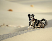 Spirit's Sandy Adventure