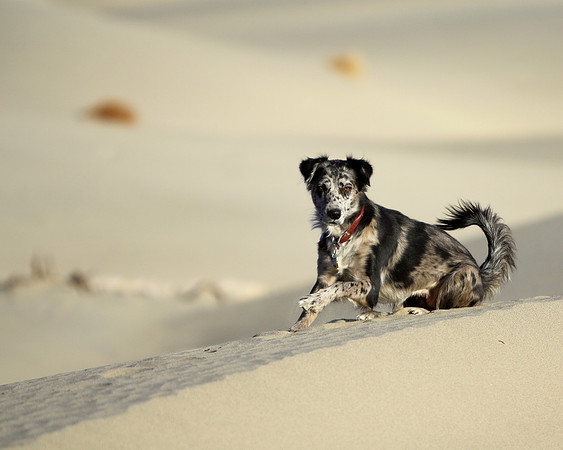 Spirit's Sandy Adventure