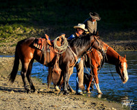 The Outside Of A Horse