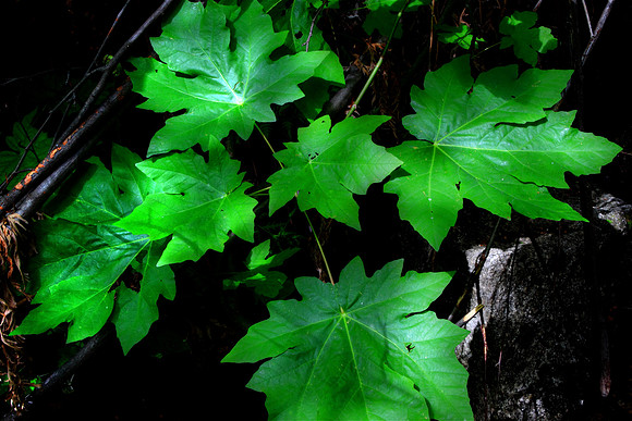 John Muir Foliage