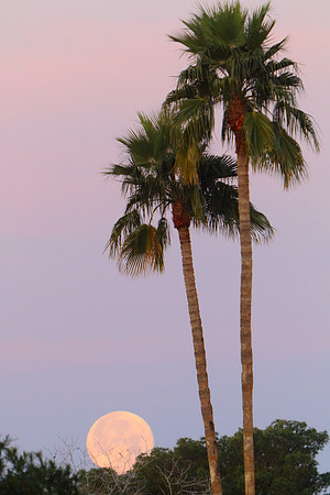 Palm Tree Moonset