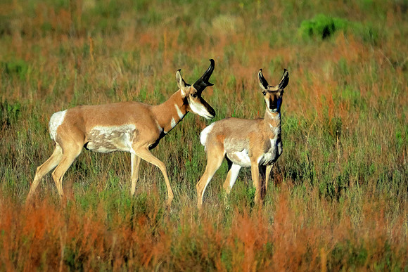 In The Pronghorn Morn