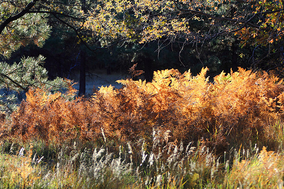 Autumn Ferns Of Abbey's Way