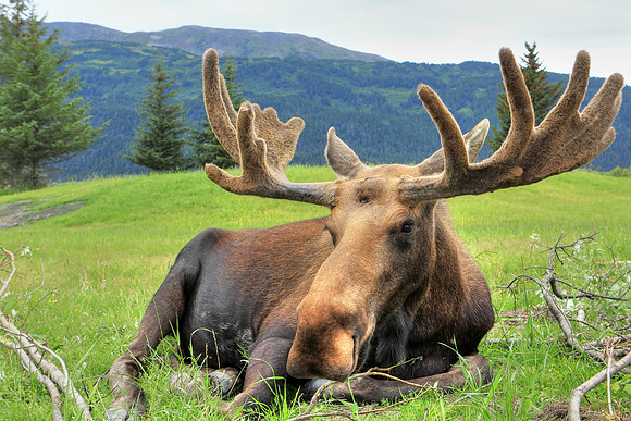 With Mountains And Moose