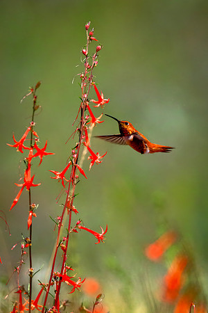 Rufous Refreshments II