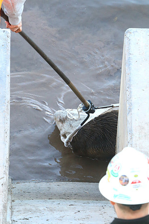 Netting The Perp