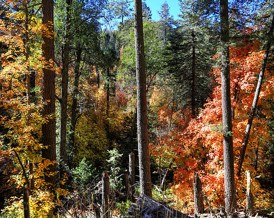Ruggedness Of Workman Creek