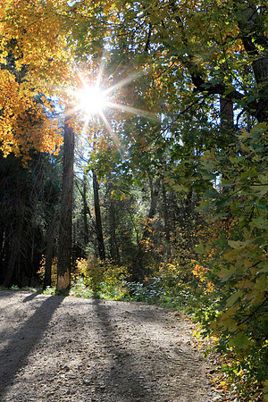 Autumn Sunshine