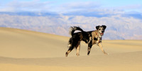 Desert Dog Of Mesquite Flats